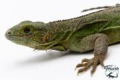 Ctenosaura pectinata - Iguane à queue épineuse de l'Ouest - Blue
