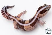 Hemitheconyx caudicinctus - Gecko à queue grasse - Femelle &#9792; A2