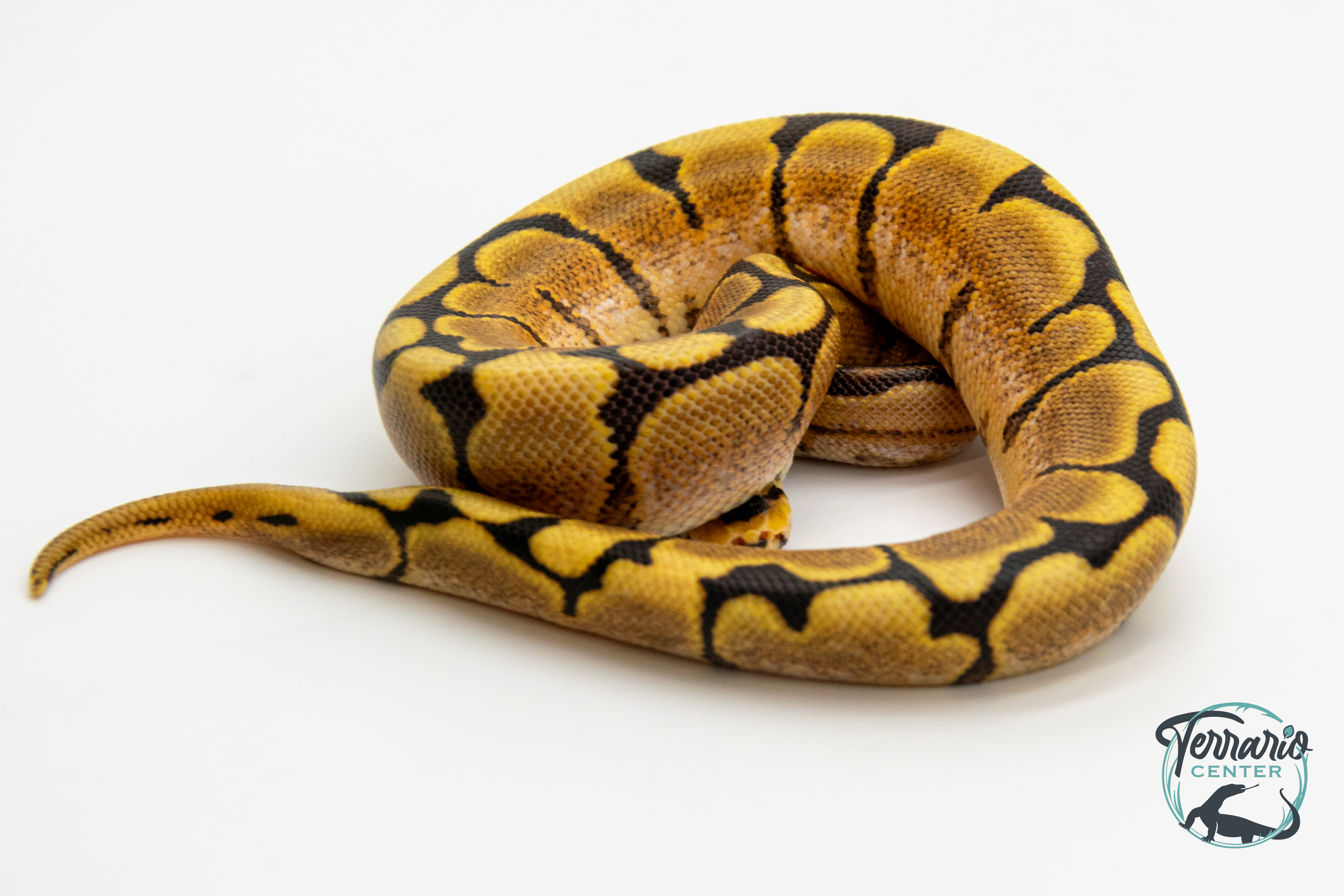 Python royal - Python regius Spider Yellow Belly