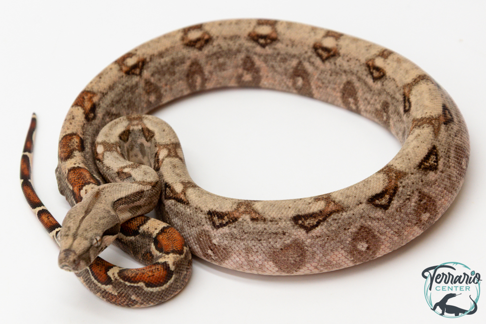 Boa constricteur - Boa imperator Classique