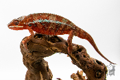 Caméléon Panthère - Furcifer Pardalis Ambilobe Red Bar - Mâle