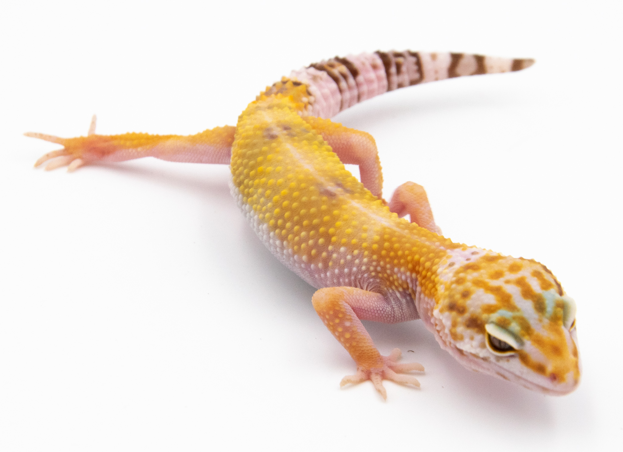 EJ04 - Gecko Léopard - Eublepharis Macularius Tangerine Tremper - non sexé - NC 2021