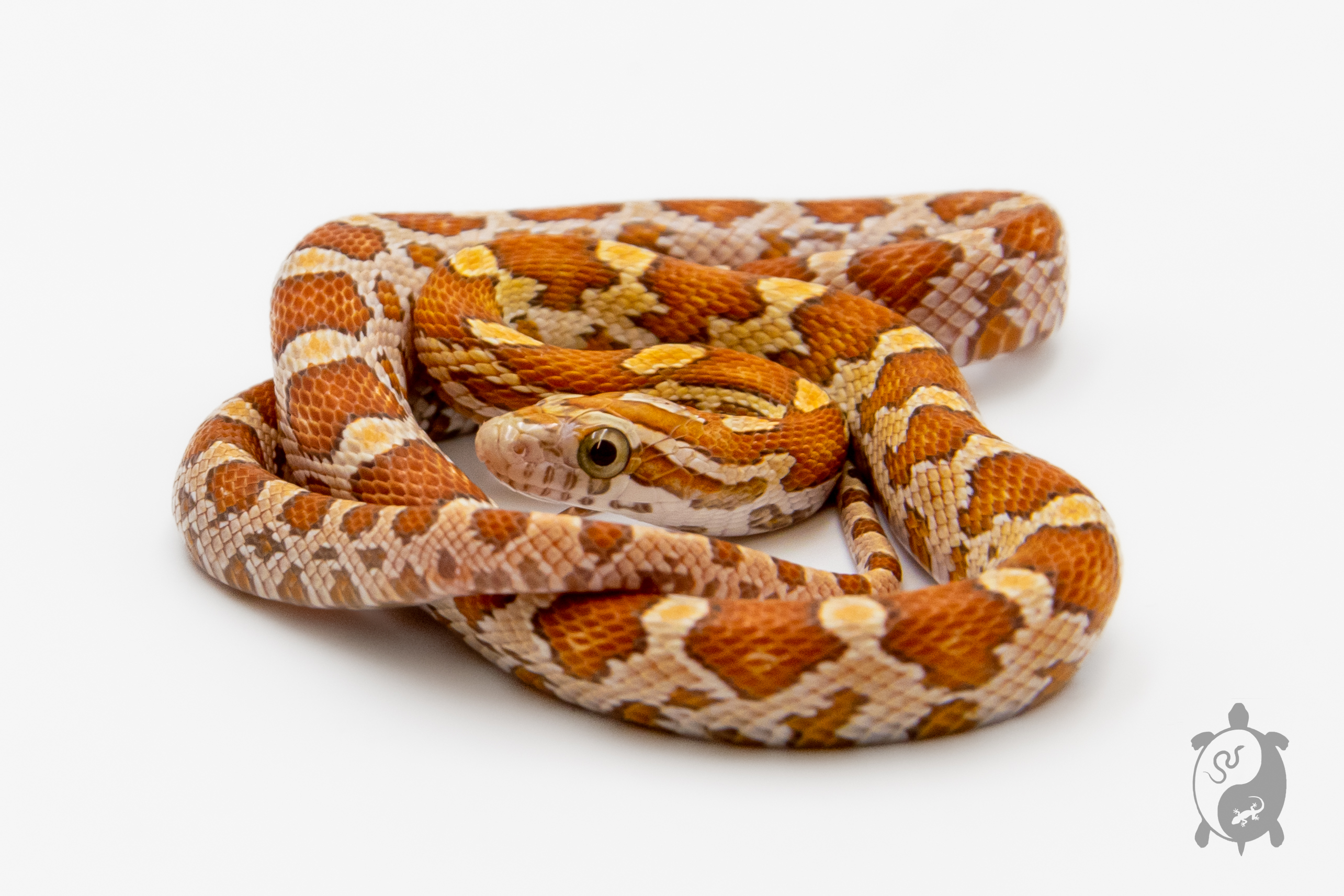 Serpent des blés - Pantherophis guttatus ultramel