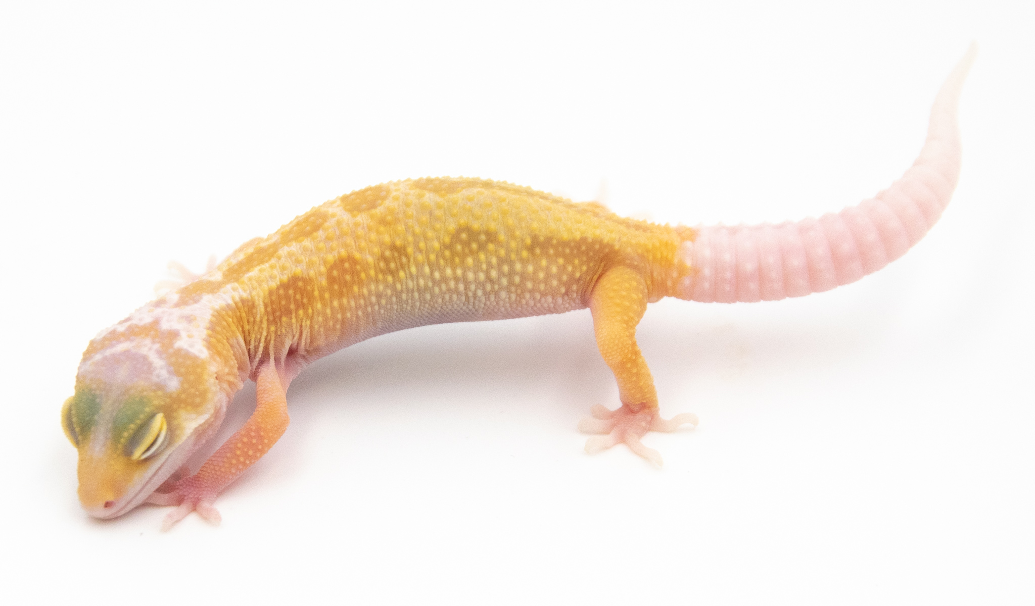 EG06 - Gecko Léopard - Eublepharis Macularius Ember - non sexé - NC 2022