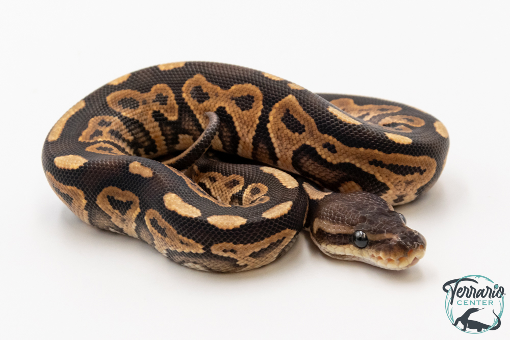 Python royal - Python regius Black Pastel