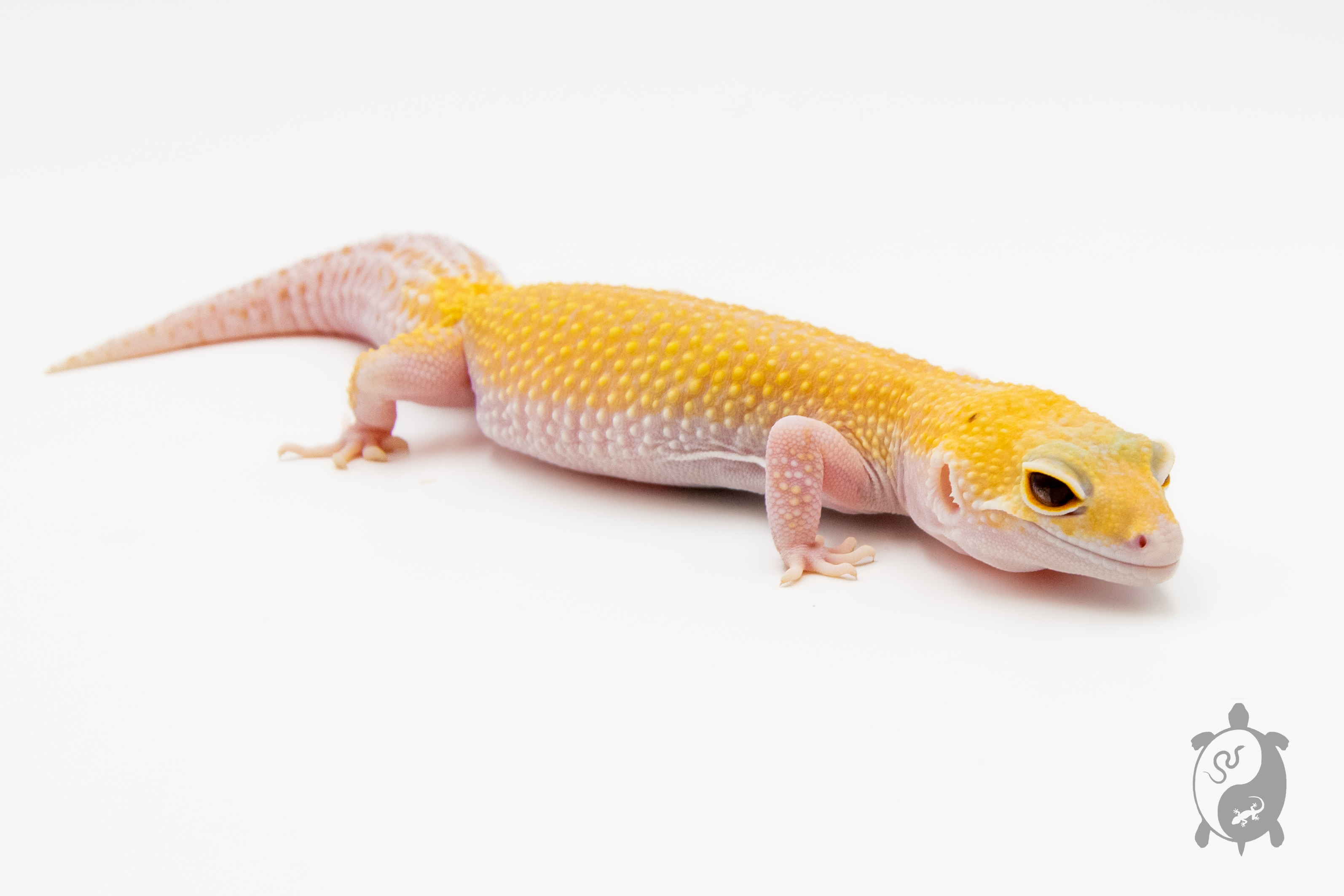 EM21 - Gecko Léopard - Eublepharis Macularius Raptor - NC - &#9792;