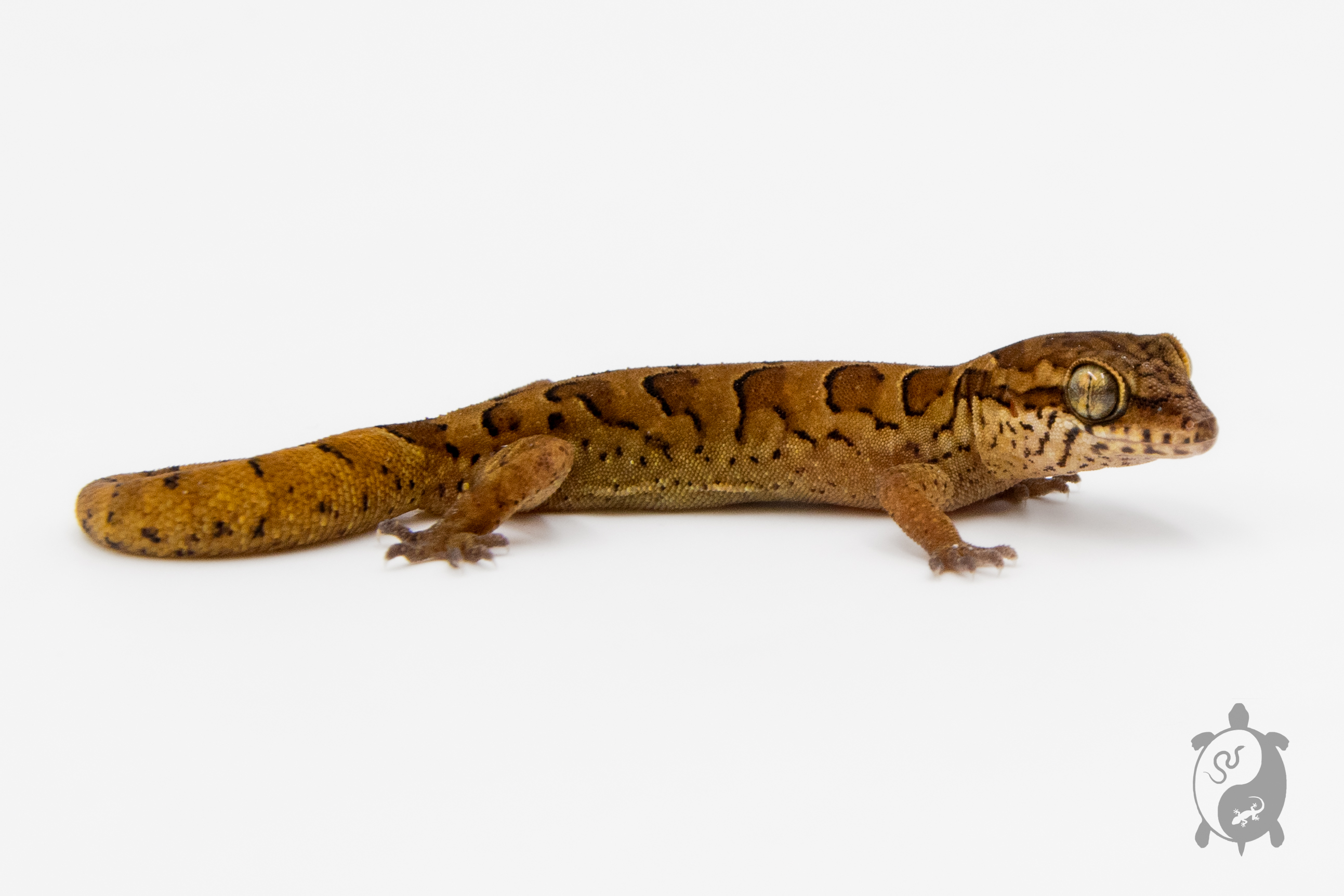 Geckoella nebulosus - Gecko indien assombri 