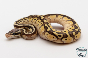 Python royal - Python regius Butter Pastel