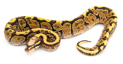 Python royal - Python regius Super Vanilla