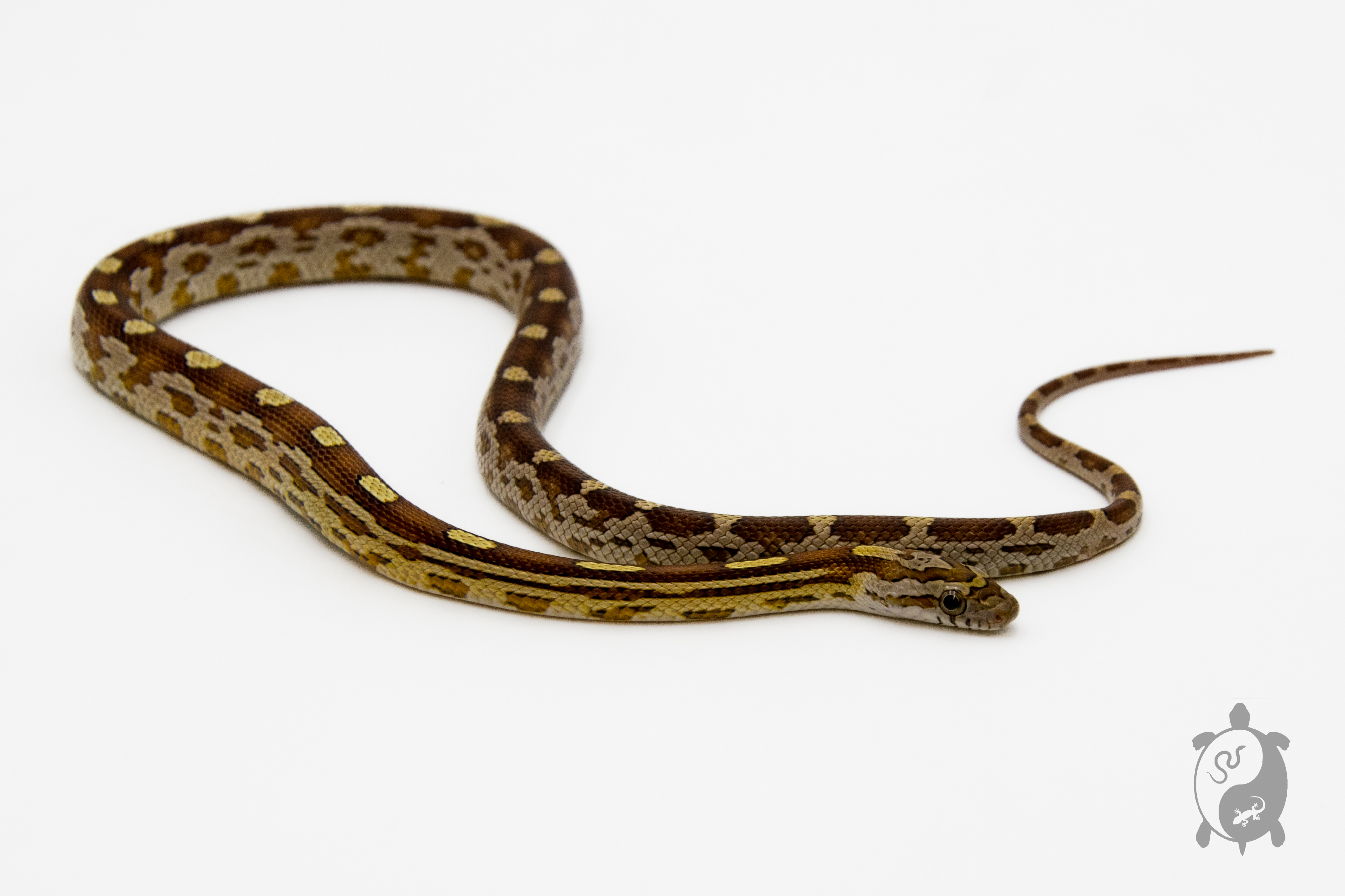 Serpent des blés - Pantherophis guttatus Caramel Motley