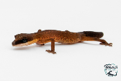 Aeluroscalabotes felinus - Gecko chat - NC 2025