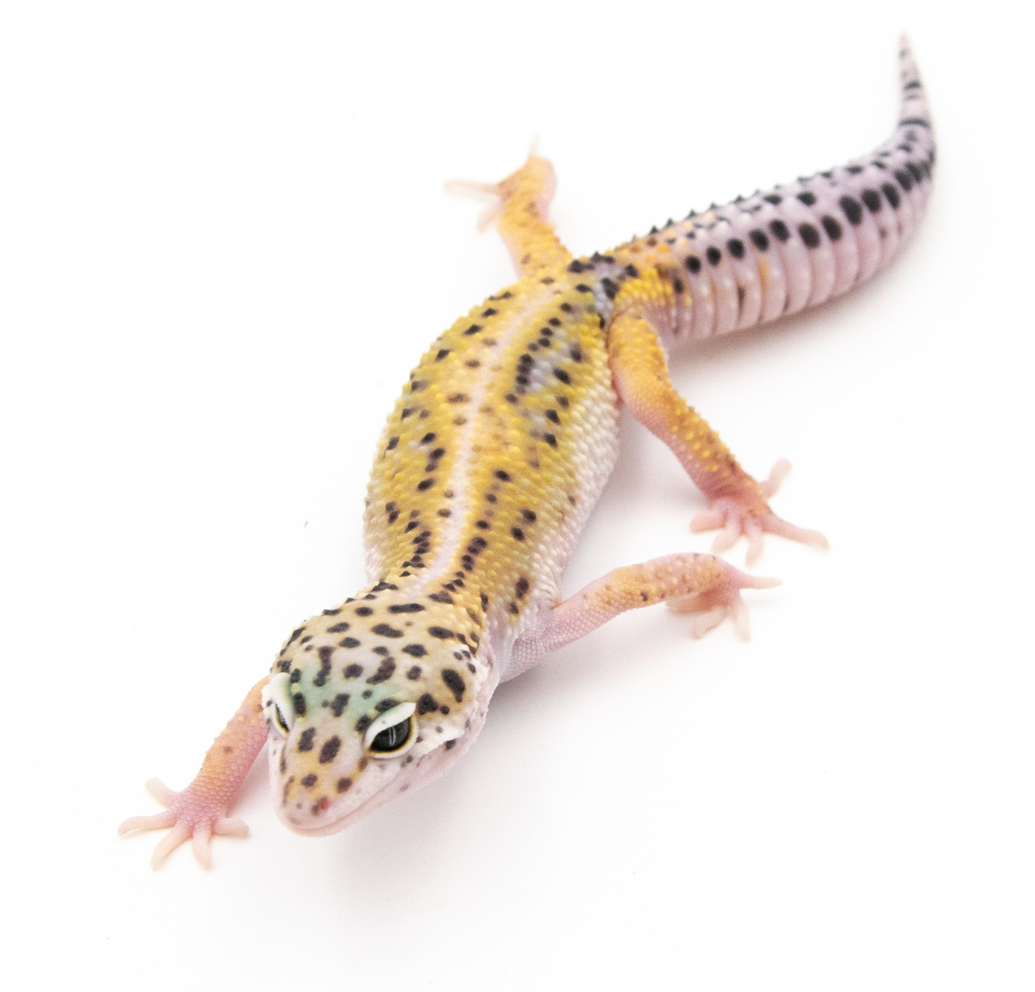 EM29 - Gecko Léopard - Eublepharis Macularius Stripe - non sexé - NC 2022