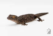 Strophurus williamsi - Gecko à queue épineuse de l'Est 