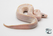 Python Royal - Python regius Ivory Pastel