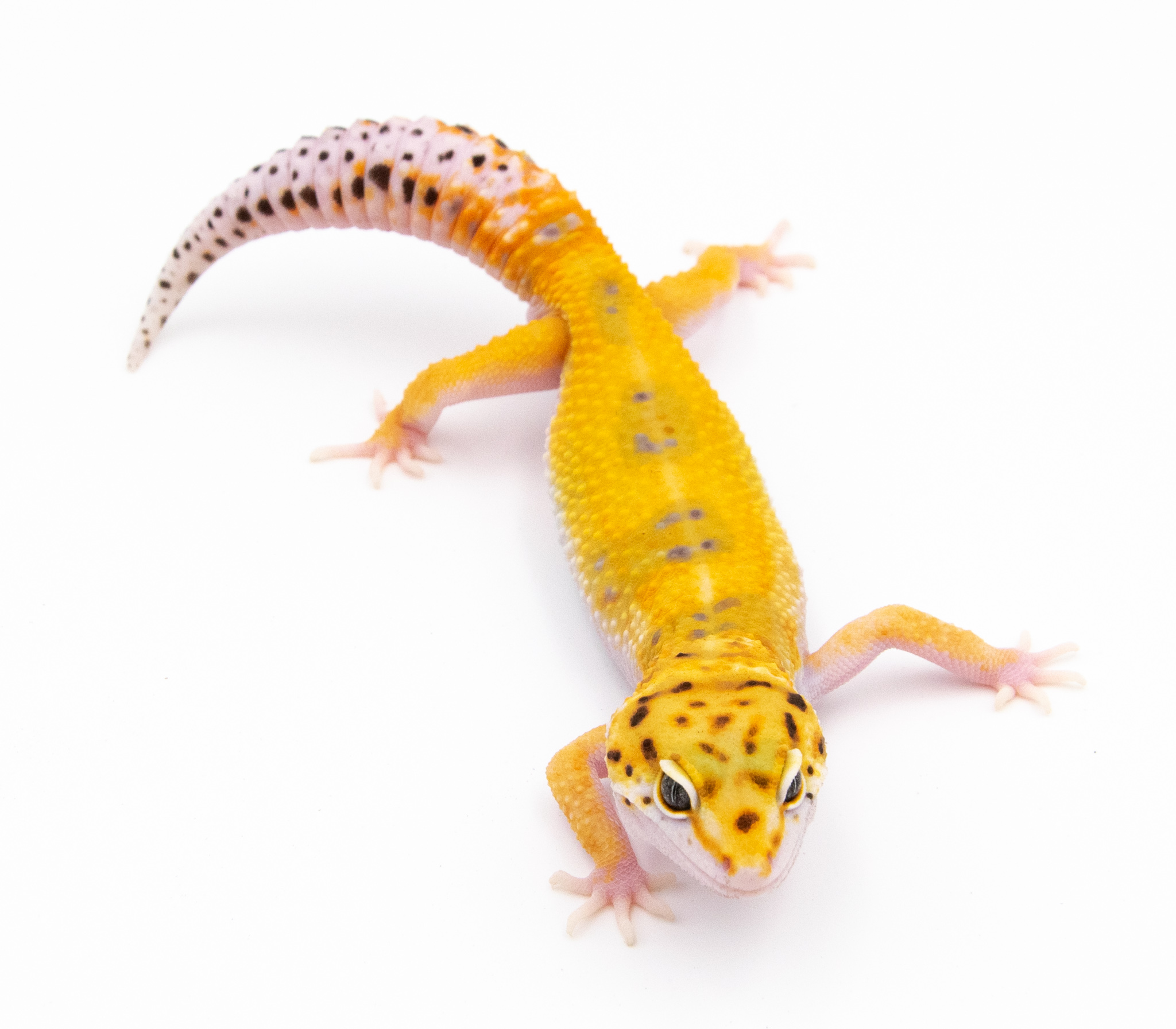 EJ84 - Gecko Léopard - Eublepharis Macularius White&Yellow - &#9794; - NC 2021