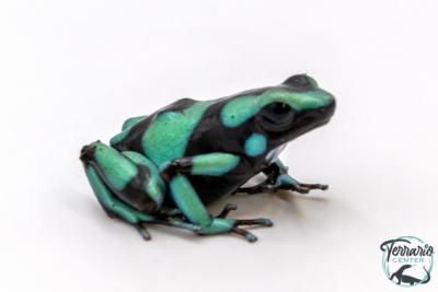 Dendrobates auratus - Dendrobate doré "Bahia Solano"