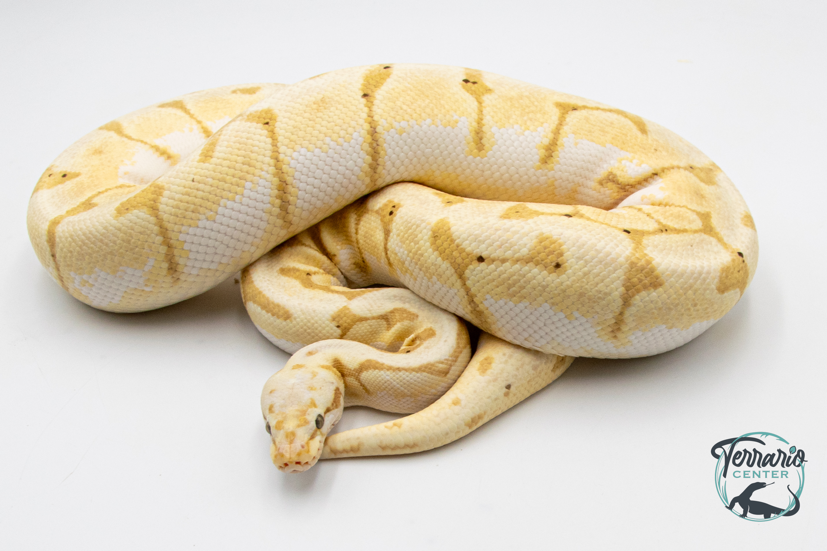 Python royal - Python regius Banana Bumblebee - Adulte