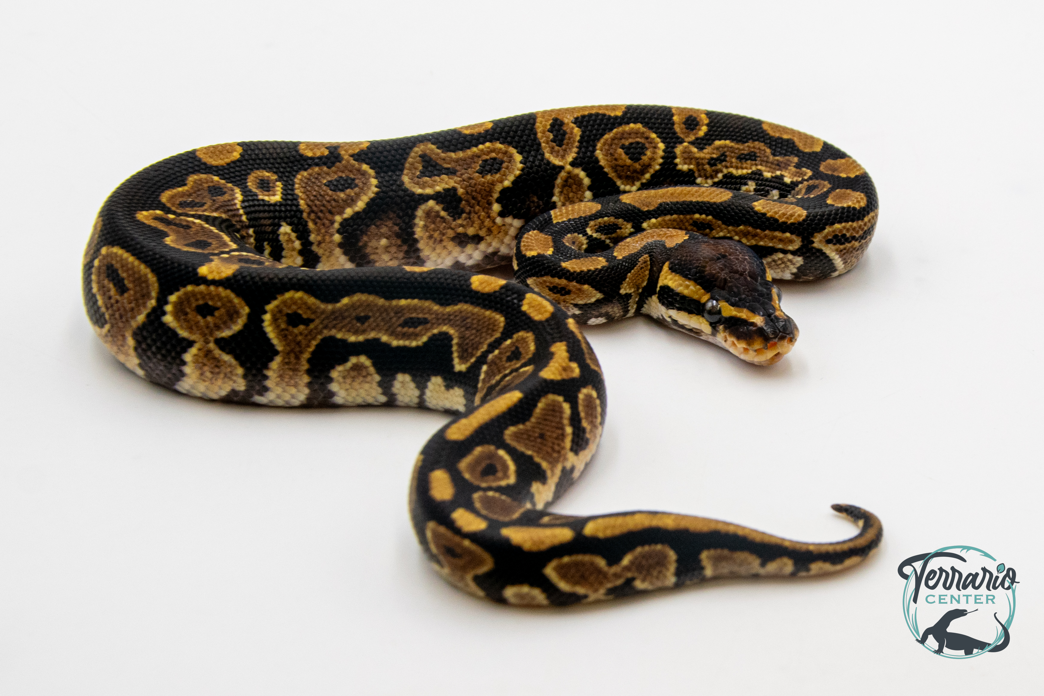 Python royal - Python regius Yellow Belly het Pied