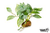 Fittonia Artificiel sur Pied - 10 cm