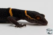 Goniurosaurus hainanensis -  Gécko des cavernes de Hainan