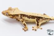 Correlophus ciliatus Lily White - Gecko à crête - NC 2025 -  34