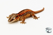 Rhacodactylus auriculatus - Gecko gargouille - NCUE - PH2024011010161152