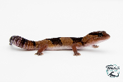Hemitheconyx caudicinctus - Gecko à queue grasse