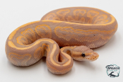 Python royal - Python regius Banana Black Pastel 