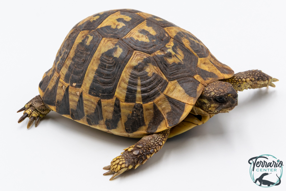 Tortue d'Hermann - Testudo hermanni hermanni Femelle - 900250000956522