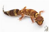 Underwoodisaurus milii - Gecko aboyeur