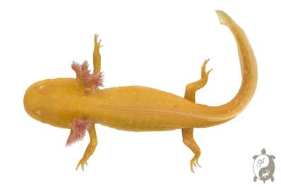 Ambystoma mexicanum (Axolotl) - Forme Gold Albinos