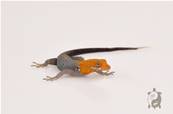 Gonatodes albogularis fuscus - Gecko à tête jaune - mâle