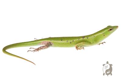 Lamprolepis smaragdina - Scinque vert arboricole