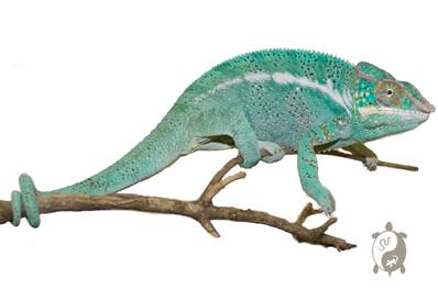 Caméléon Panthère - Furcifer Pardalis Nosy Be - NC 2025