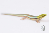 Phelsuma klemmeri - Gecko néon