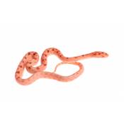 Serpent des blés - Pantherophis guttatus Okeetee Albinos
