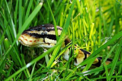 Python regius