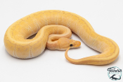 Python royal - Python regius Banana Pinstripe