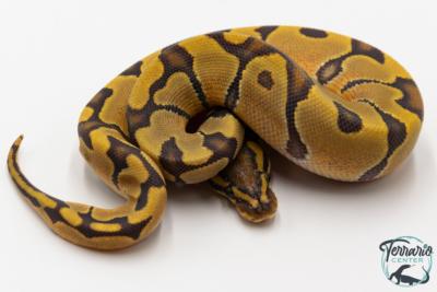 Python royal - Python regius Enchi Hypo 