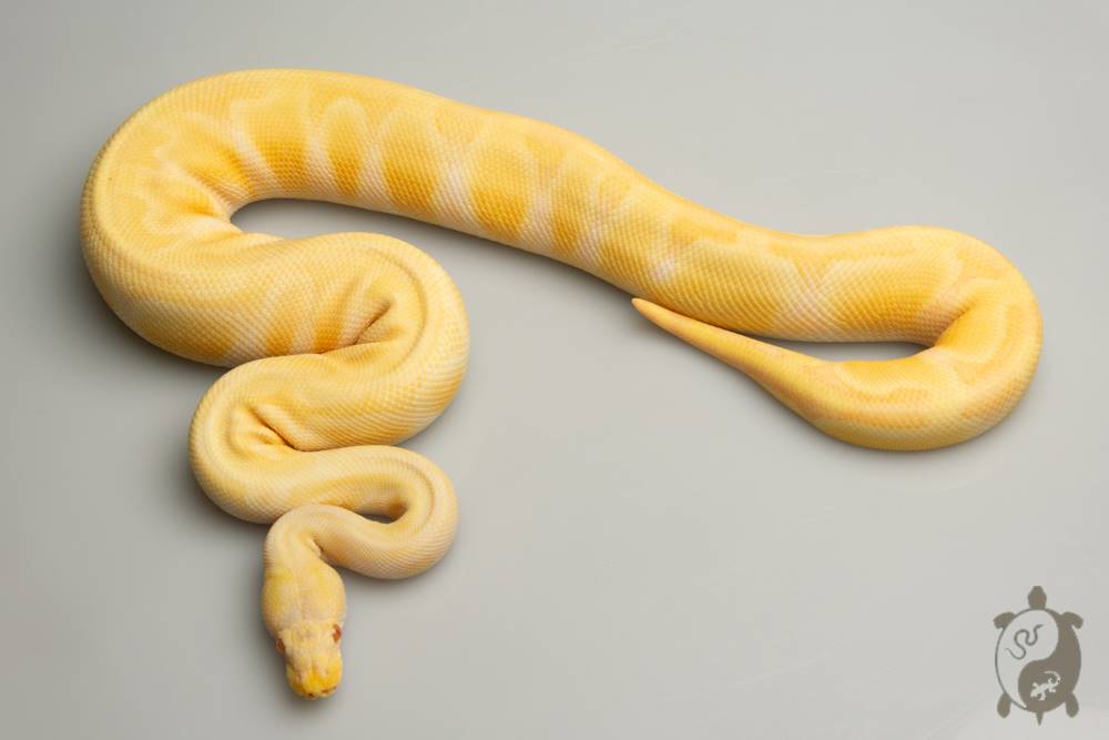 Python royal - Python regius Albinos Pastel Enchi