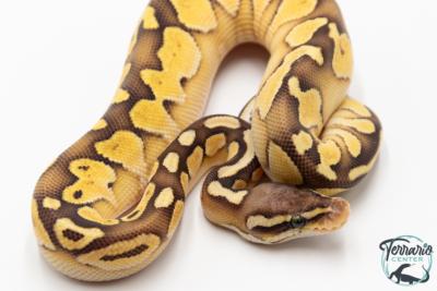 Python royal - Python regius Butter Pastel Yellow Belly