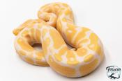 Python royal - Python regius Albinos