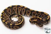 Python royal - Python regius Mojave