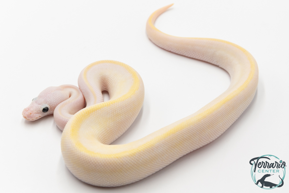 Python Royal - Python regius Ivory Lemon Blast
