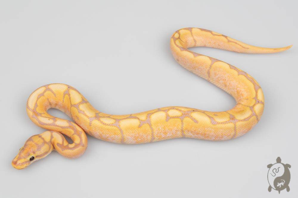 Python regius Banana Spider