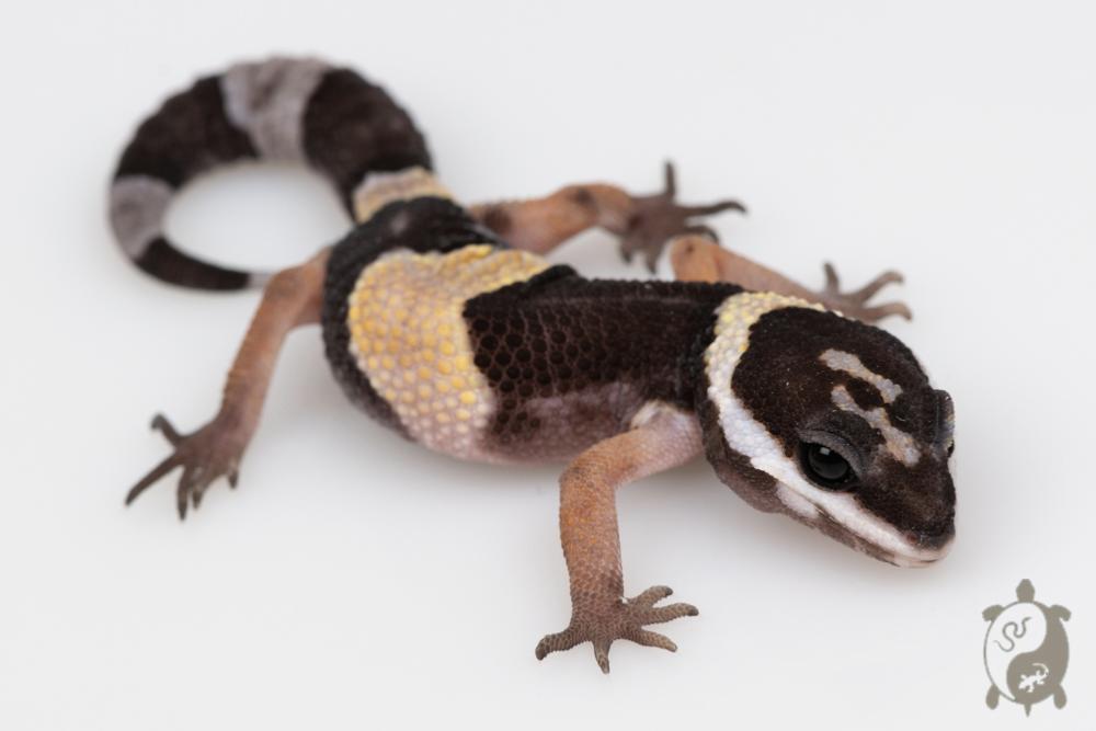 Eublepharis hardwickii - Gecko Leopard Indien 01