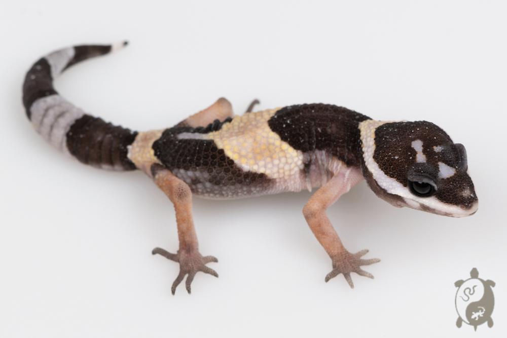 Eublepharis hardwickii - Gecko Leopard Indien 02