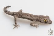 Strophurus spinigerus - Gecko doux à queue épineuse 