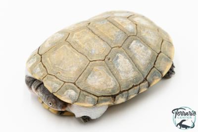 Pelomedusa subrufa – Péloméduse roussâtre - 02