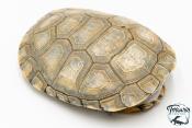 Pelomedusa subrufa – Péloméduse roussâtre - 06